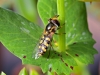 Fly - 2