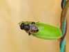Fly - 8