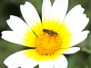 Fly - 9