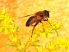Fly - 10