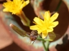 Fly - 22b IMG_8265