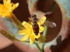 Fly - 22a IMG_8269-1