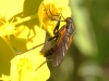 Fly - 14 IMG_8356