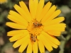 Fly - 11 IMG_8518