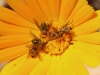 Fly - 11b IMG_8519
