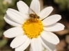 Fly - 12 IMG_8522