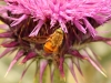 Fly - 17 IMG_8693