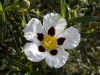 Family Cistaceae - 1a