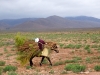 Ziz Valley & Gorges - 19 DSC06749