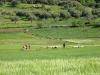 Mount Zerhoune - 6