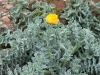 Coastal Flora 2