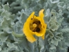Coastal Flora 3