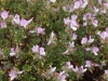 Coastal Flora 4