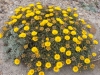 Coastal Flora 5