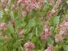 Coastal Flora 7