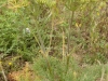 Coastal Flora 6