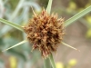 Coastal Flora 10