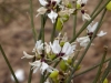 Coastal Flora 11