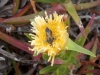 Coastal Flora 12