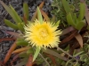 Coastal Flora 13