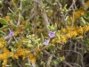Coastal Flora 14