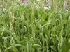 Coastal Flora 15