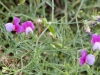 Coastal Flora 16