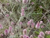 Coastal Flora 17
