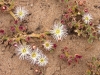 Coastal Flora 18