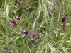 Flora Rif 3