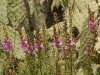 Flora Rif 7