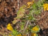 Orthoptera - 1 20150524_1946