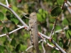 Orthoptera - 2 20160910_5527