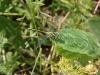 Odonate - 3 20180513_8811