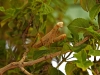 Mantodea - 1