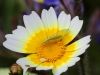 Hrysopidae - 1 GoldenEyeIMG_5284