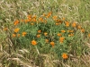 Papaveraceae - 1