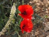 Papaveraceae - 2