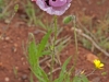 Papaveraceae - 3