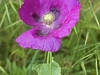 Papaveraceae - 5