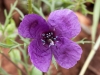 Papaveraceae - 4