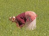 Portraits of Women - 1 -  Farming Work - 2