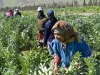 Portraits of Women - 1  Farming Work - 1