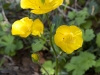 Family Ranunculacae (Buttercup) - 1