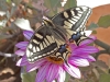 Swallowtail - 5