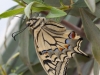 Swallowtail - 4