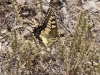 Swallowtail - 3