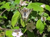 Swallowtail - 6