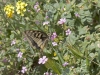 Swallowtail - 2