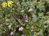 Swallowtail - 7
